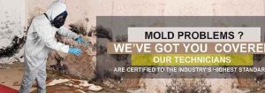 mold removal professionals